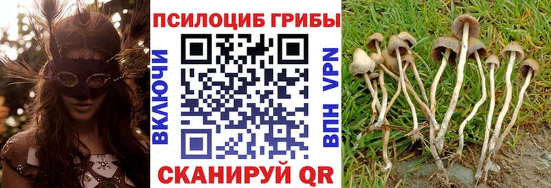 магазин    Торжок  MEGA ТОР  Псилоцибиновые грибы GOLDEN TEACHER 